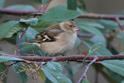 J01_0852 Chaffinch female.JPG